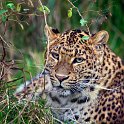slides/IMG_4999.jpg wildlife, feline, big cat, cat, predator, fur, spot, chinese, leopard, eye, whisker WBCW84 - Chinese Leopard